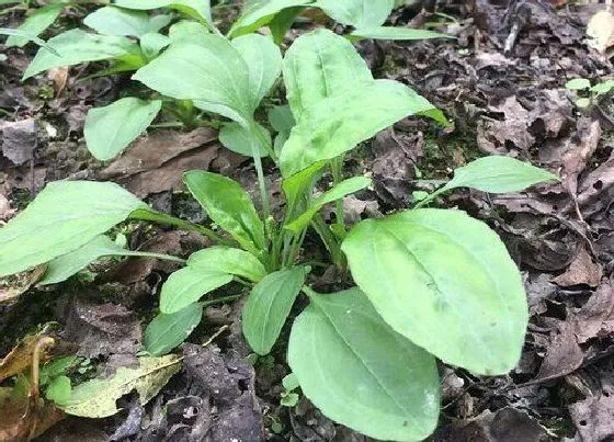 植物百科|车前草是什么植物