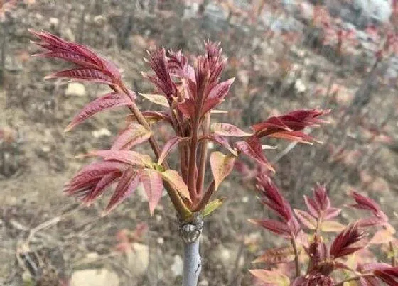 叶子|香椿树的叶子像什么样子