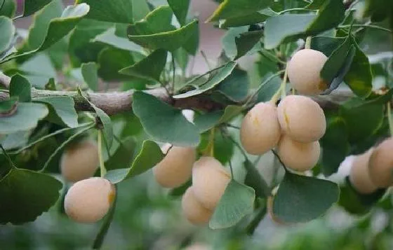 果实科普|银杏树几月开花结果 什么时候开花结果