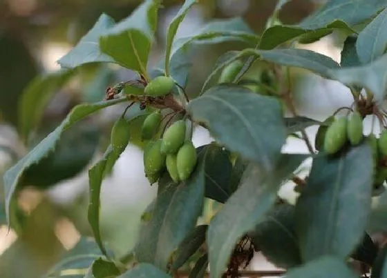 果实科普|桂花树会结果实吗