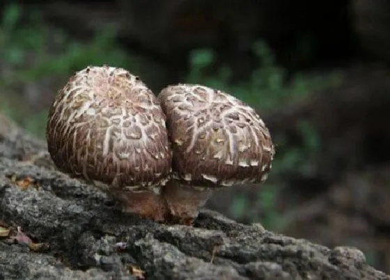 果实成熟|香菇几月份成熟上市