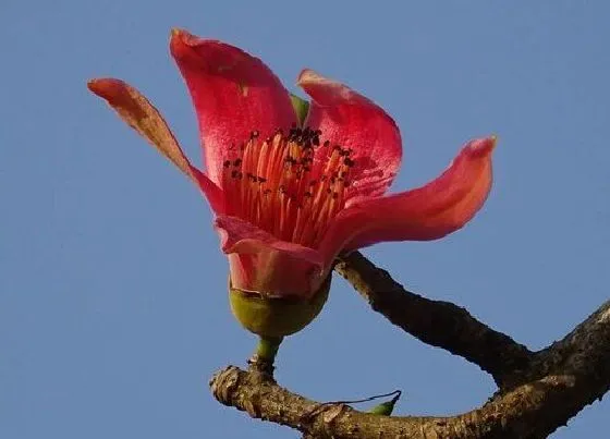 花卉百科|木棉是哪个市的市花