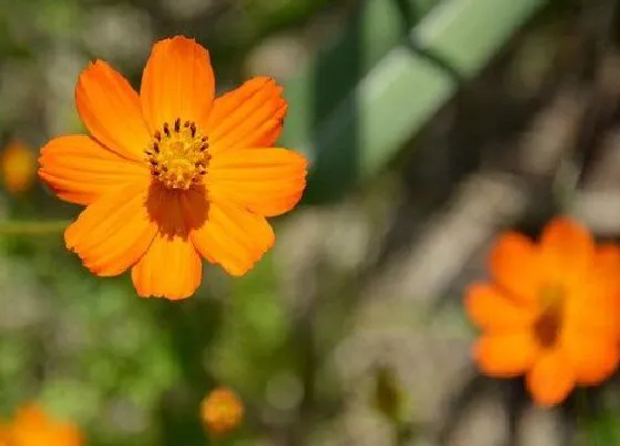 花语|大波斯菊的花语和寓意 代表什么意思（开花图片）