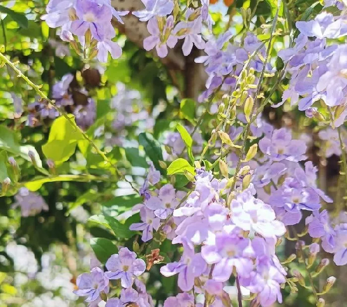 花语|假连翘的花语和寓意