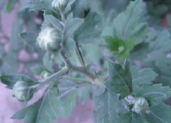 开花时间|菊花什么时候长花苞