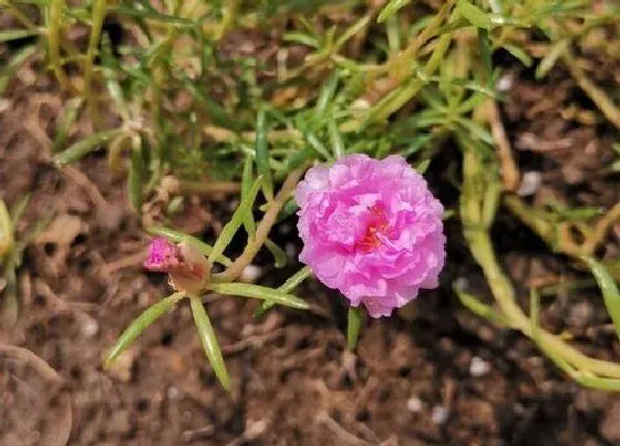 开花时间|太阳花一年开几次花