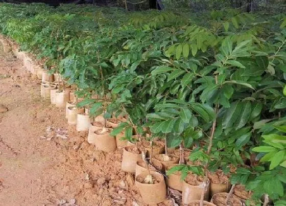 冬天植物|龙眼树冬天会冻死吗