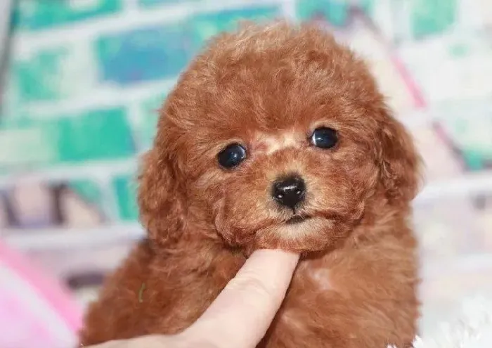 泰迪犬|家养的泰迪犬应该给它吃点什么牌子的狗粮