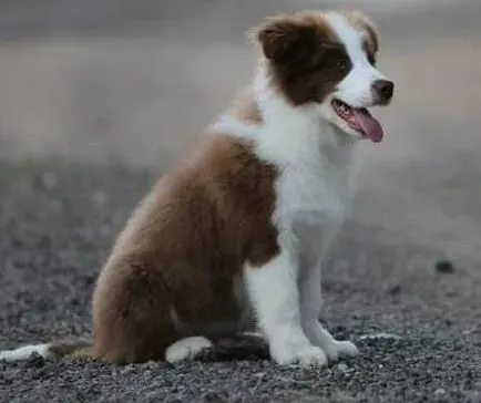 边境牧羊犬|边境牧羊犬出现食物中毒会有哪些表现