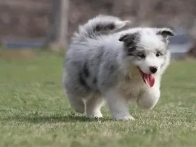 边境牧羊犬|边境牧羊犬精神不好是得什么病了