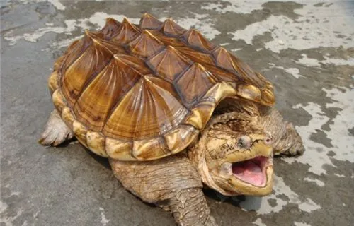 鳄龟为什么不能放生 对本地物种的生物链造成破坏 | 鳄龟