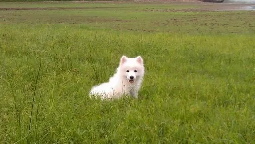 银狐犬纯度怎么看 银狐犬纯度鉴别方法 | 银狐犬