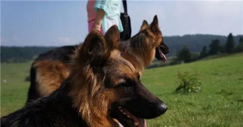 德国牧羊犬拉血 最好的解决方法就是先禁食一天 | 德国牧羊犬