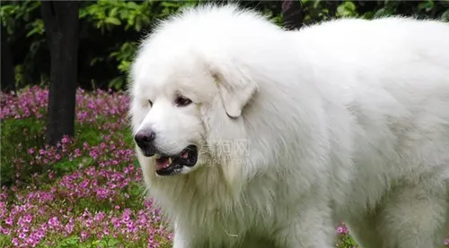 大白熊犬发情特征 交配需要注意的事项 | 大白熊犬