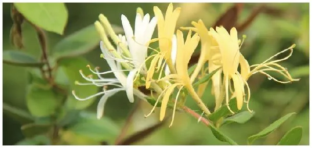 金银花和金莲花的区别 | 农业常识