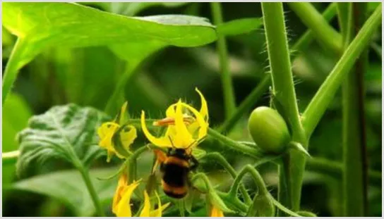 蔬菜“弱光症”有何症状表现？如何防治？ | 植物病害