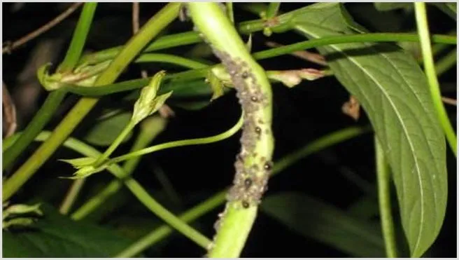 豆角不开花的解决方法 | 植物病害