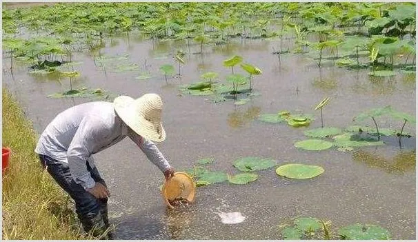 莲藕各个时期除草剂使用剂量技术 | 种植施肥