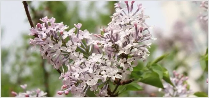 丁香植物是什么样子 | 生活常识