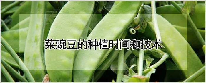 菜豌豆的种植时间和技术 | 种植资料