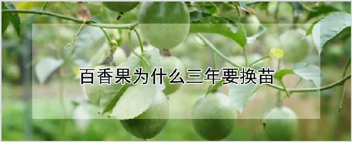 百香果为什么三年要换苗 | 种植资料