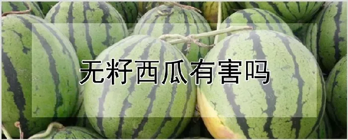 无籽西瓜有害吗 | 种植技术