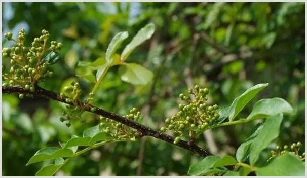 什么季节种花椒树容易活 | 自然知识