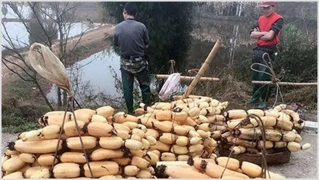 莲藕的高产种植技术注意什么 | 耕种资料