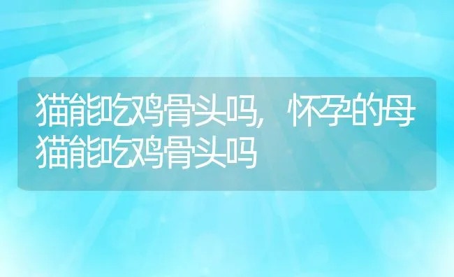 猫能吃鸡骨头吗,怀孕的母猫能吃鸡骨头吗