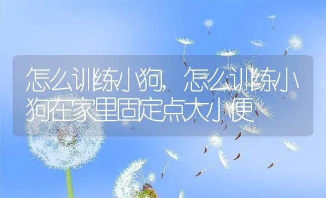 怎么训练小狗,怎么训练小狗在家里固定点大小便