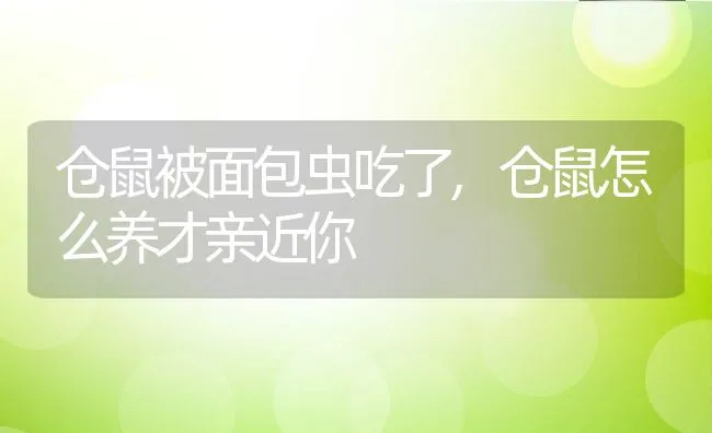 仓鼠被面包虫吃了,仓鼠怎么养才亲近你