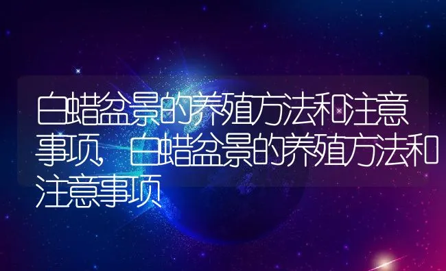 白蜡盆景的养殖方法和注意事项,白蜡盆景的养殖方法和注意事项