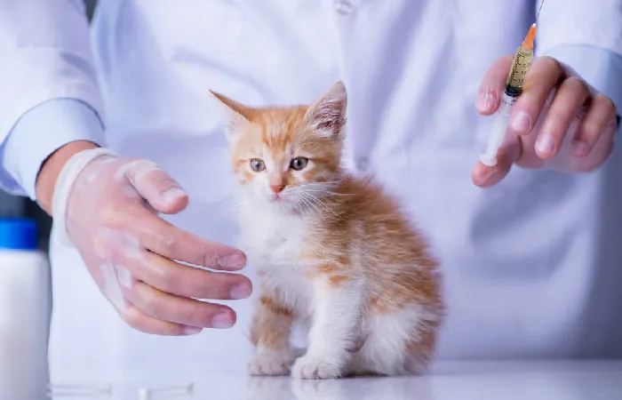 猫咪疫苗一共要打几针多少钱,猫咪要打哪些疫苗