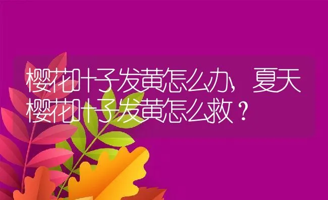 樱花叶子发黄怎么办,夏天樱花叶子发黄怎么救？