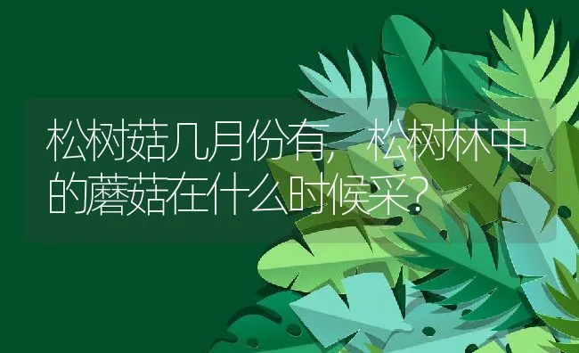 松树菇几月份有,松树林中的蘑菇在什么时候采？