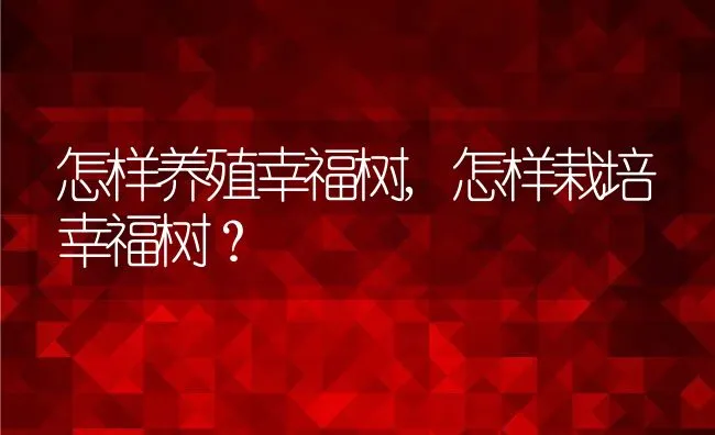 怎样养殖幸福树,怎样栽培幸福树？