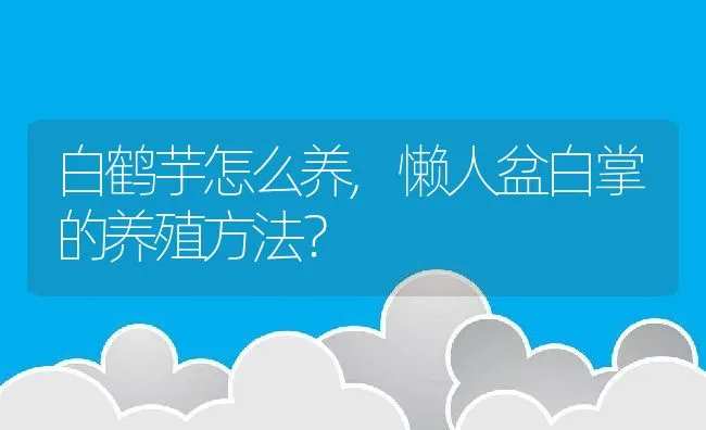 白鹤芋怎么养,懒人盆白掌的养殖方法？