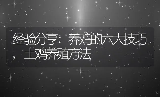 经验分享:养鸡的六大技巧,土鸡养殖方法