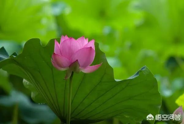 莲花的象征意义,荷花的寓意？