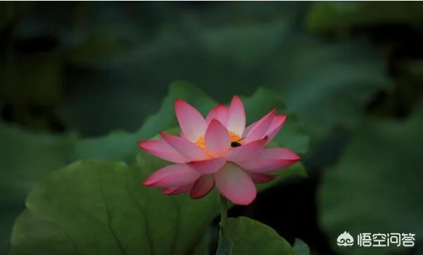 莲花的象征意义,荷花的寓意？