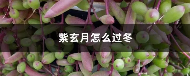 紫玄月怎么养,紫玄月怎么过冬？