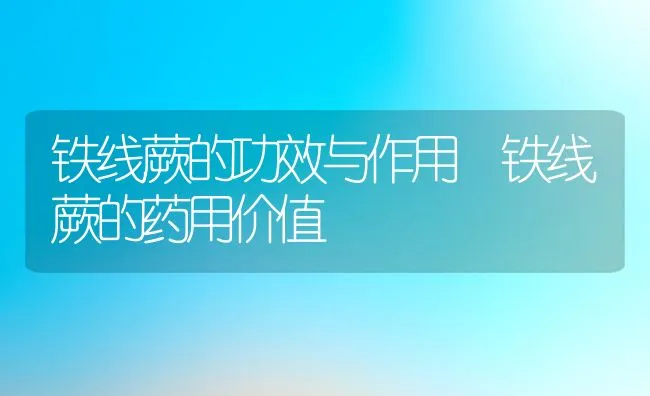 铁线蕨的功效与作用 铁线蕨的药用价值