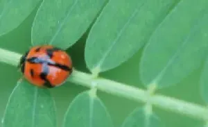 花大姐怎么驱赶