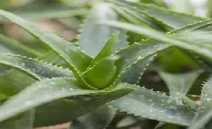 芦荟锈病害怎么治