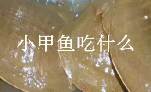 小甲鱼吃什么